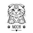 Scottish fold