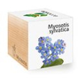 Myosotis